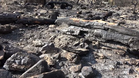 Burnt black ashes cover bush branches - Wildfire Recovery and Scorched Branches Stock Footage 339577233