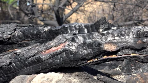 Burnt black ashes cover bush branches and tree - Ash Covered and Forest Decline Stock Footage 339577608