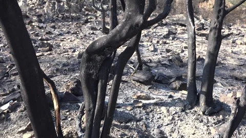 Burnt black ashes cover bush branches - Blackened Woodland and Wildfire Remains Stock Footage 339577683