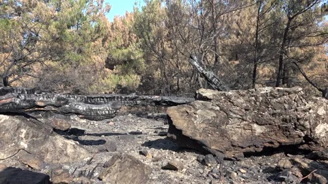 Burnt black ashes cover bush branches - Wildfire Remains and Forest Destruction Stock Footage 339577862