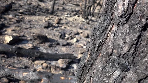 Burnt black ashes cover bush branches - Wildfire Recovery and Burned Vegetation Stock Footage 339577895