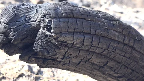 Burnt black ashes cover bush branches and tree trunks - Forest and Forest Blaze Stock Footage 339577979