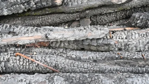 Burnt black logs left over from the fire Stock Footage 119018239