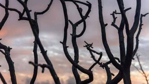 Burnt black tree branches after a fire in forest Stock Photos