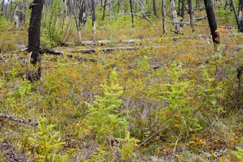 Burnt boreal forest Stock Photos