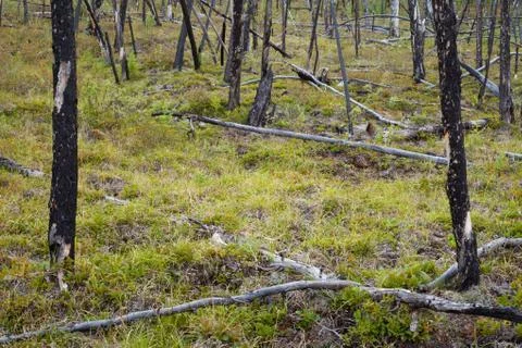 Burnt boreal forest Stock Photos
