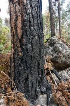 Burnt boreal forests Stock Photos