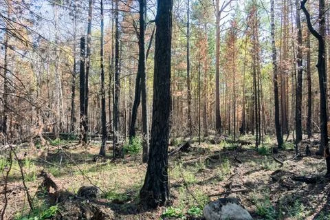 Burnt boreal forests Stock Photos