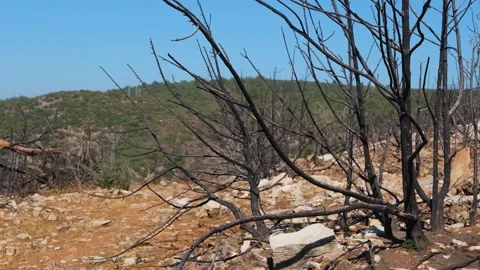 Burnt branches in the background, a hill and a blue sky Stock Footage 228708178