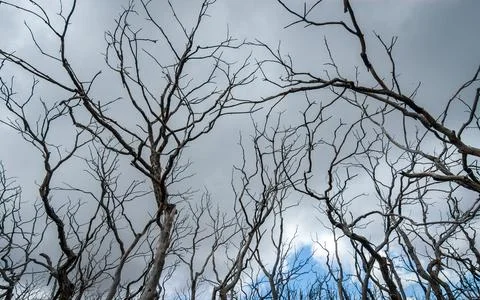 Burnt Branches from a Forest Fire at Mesa Verde National Park Stock Photos