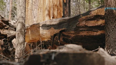 Burnt Broken Tree Close Up Stock Footage 314894378