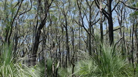 Burnt Bush, Forest Tree Trunks after fire, Native Bush , South Australia Stock Footage 235971093