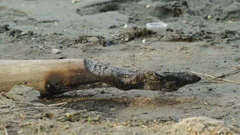 Burnt charred tree branch lying on sandy river bank ground Stock Footage 337752794