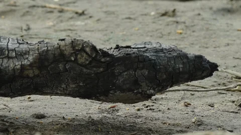 Burnt charred tree branch lying on sandy river bank ground Video stock 337752810