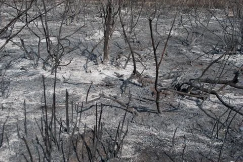 Burnt, charred trees after a forest fire Stock Photos