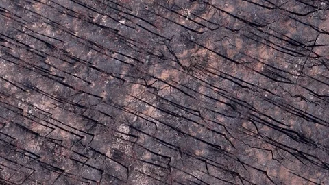 Burnt coniferous forest with charred trees view from above Video stock 280555823