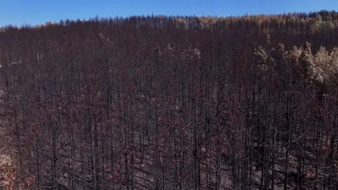Burnt coniferous forest with charred trees view from above Stock Footage 280556011