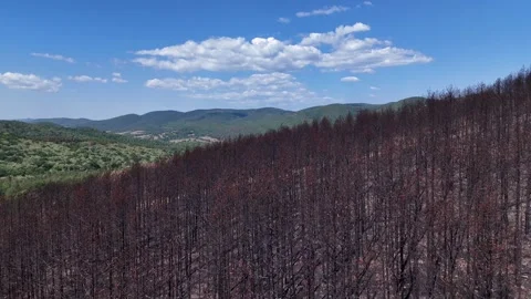 Burnt coniferous forest with charred trees Stock Footage 280556083