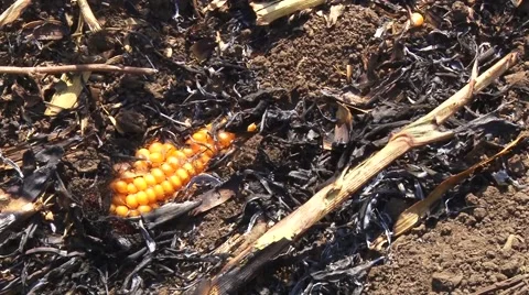 Burnt corncob on the ground Stock-Footage 56512535