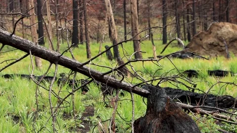 Burnt, dead trees are surrounded by re-growth in Grand Lake, Colorado Stock Footage 164126517