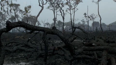 Burnt Down Amazon Tropical Rainforest Stock Footage 140755925