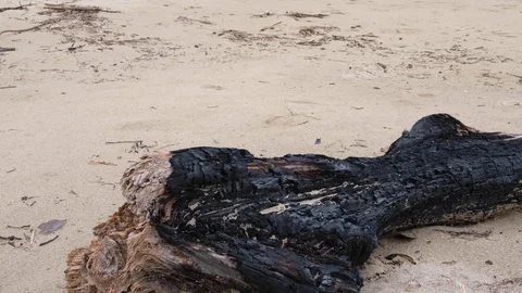 Burnt Driftwood  Stock Footage 109428561