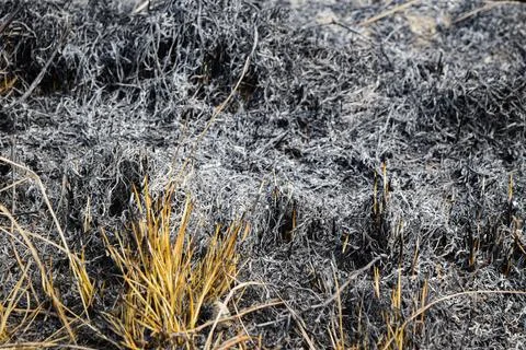 Burnt Dry Grass Texture Background Stock Photos