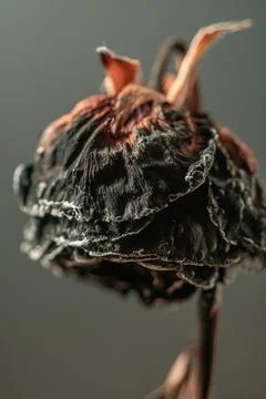 Burnt dry rose as a concept of death and burn out, loneliness and fading away Stock Photos