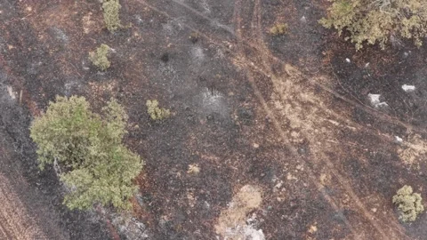 Burnt earth after a forest fire. Top-down aerial shot. Stock Footage 327792384