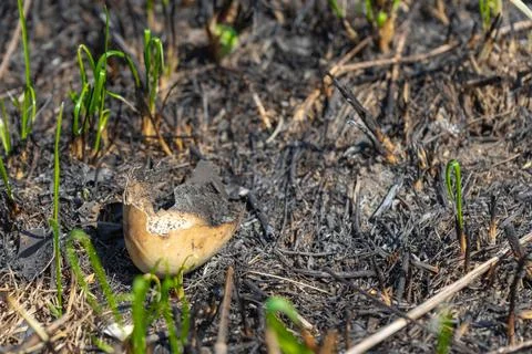 Burnt eggshell field after a fire. Meadow after the fire Stock Photos