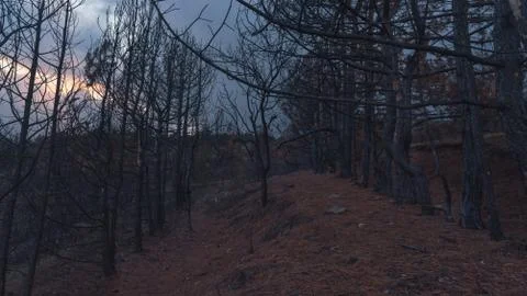 Burnt evergreen pine forest in the evening Stock Photos