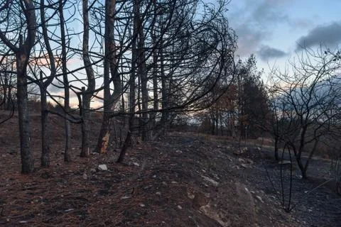 Burnt evergreen pine forest at sunset Stock Photos