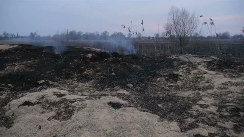 Burnt field with grass. Ecological catastrophy. Camera moves forward 库存影片 131376356