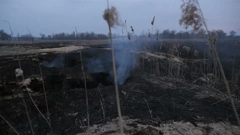 Burnt field in smoke. Camera in motion Stock Footage 131376483