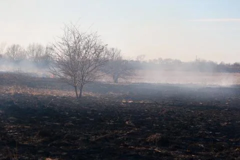 Burnt field in spring, spring fallen grass in the countryside Stock Photos