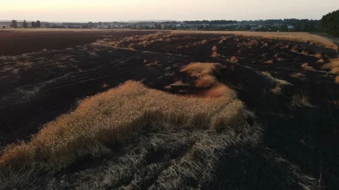 A burnt field with wheat on a large area. drone footage Video stock 160927224