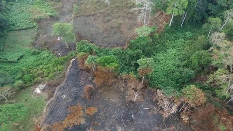 Burnt fields in forest Stock Footage 80578250