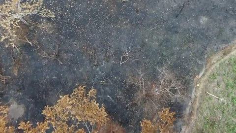 Burnt fields in forest Vídeos de archivo 80583510