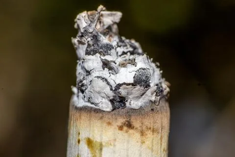 Burnt filter cigarette Foto stock