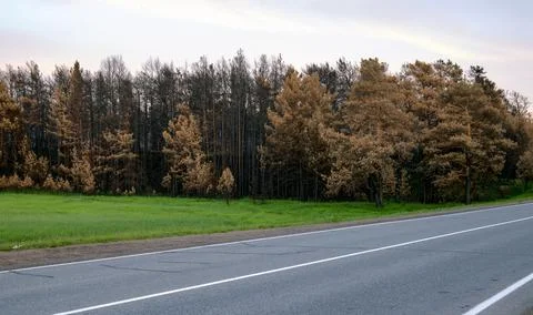 Burnt forest after a fire, charred trunks, brown needles, fresh green grass Stock Photos
