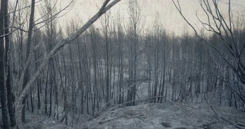 Burnt forest after a forest fire in Spain. Environmental disaster, forest fires Stock Footage 201974979