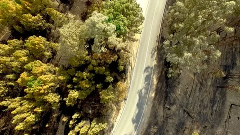 Burnt Forest after Huge Fire Aerial (Drone) Stock Footage 102902118