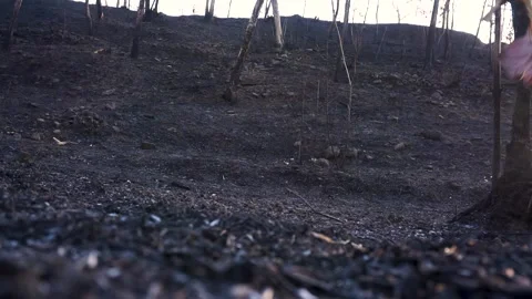 Burnt Forest After Wildfire with Charred Trees and Ashes on the Ground Stock Footage 317296799