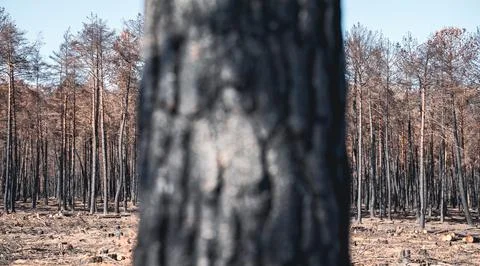 Burnt forest with blurred isolated tree trunk in the foreground Stock Photos