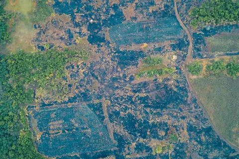 Burnt forest clearing with charred ground and black ash pattern surrounded by Stock Photos