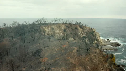 Burnt Forest on the Coast Stock Footage 155419387