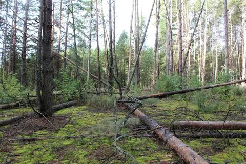 A burnt forest with fallen trunks of trees, spruces, pines. Revival after f.. Stock Photos