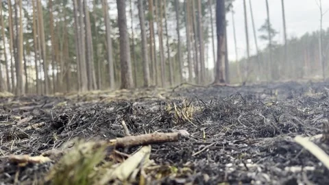 Burnt forest floor after a forest fire with charred grass and pine trees Stock Footage 333593314