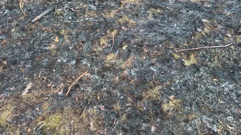 Burnt forest floor after a wildfire, texture of charred grass Vídeo Stock 331928034