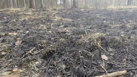 Burnt forest floor with pine cones and ash, consequences of a forest fire Stock Footage 332420506